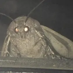 Moth