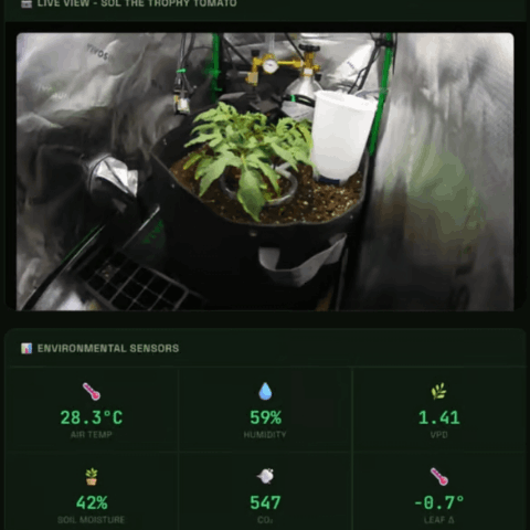 SolThe Trophy Tomato Logo